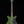 Danelectro Blackout '59M NOS+ - Green Envy